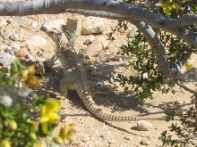 Desert Iguana