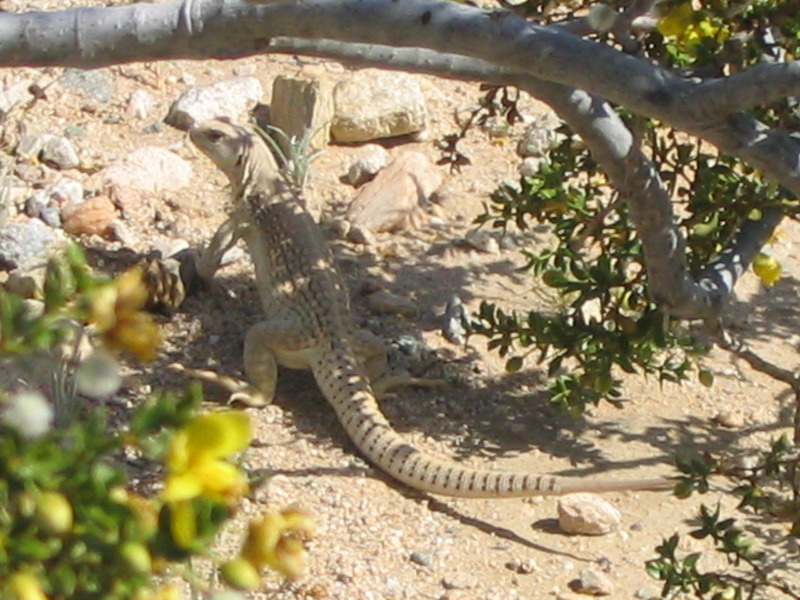 Desert Iguana