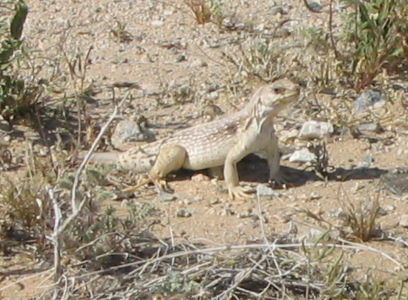 Desert Iguana