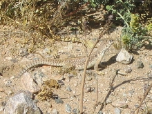 Desert Iguana