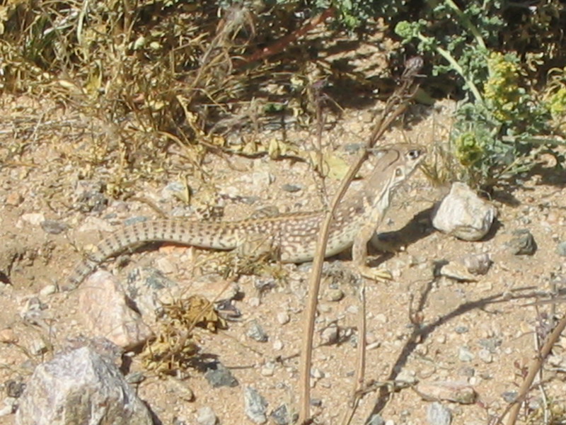 Desert Iguana