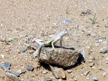 Zebra Tailed Lizard