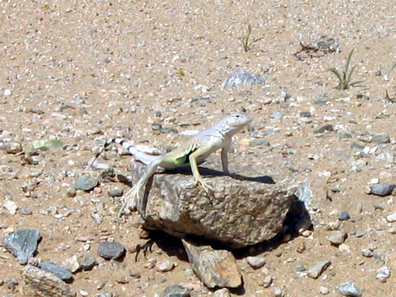 Zebra Tailed Lizard