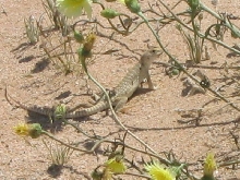 Desert Iguana