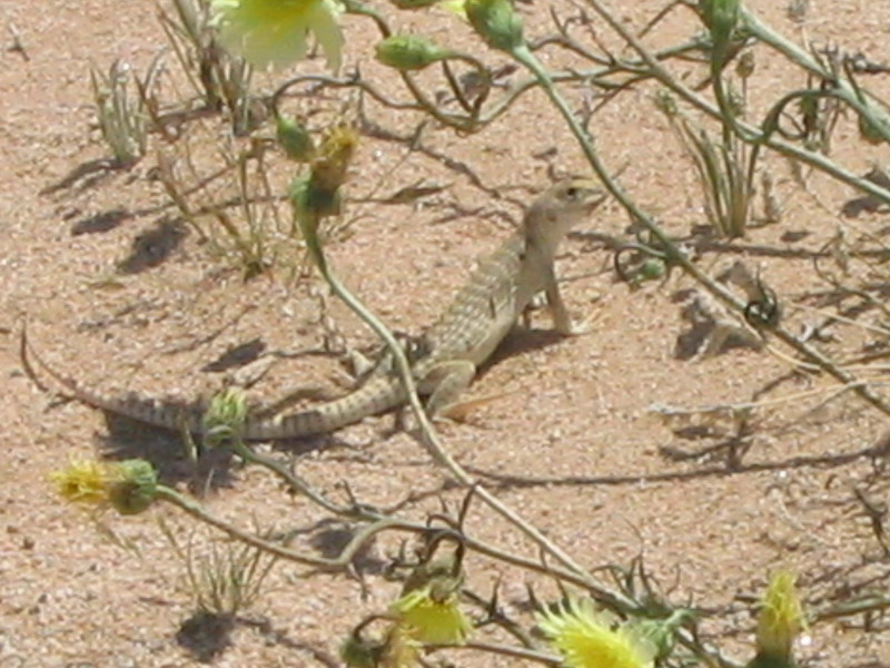 Desert Iguana