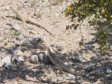 Desert Iguana