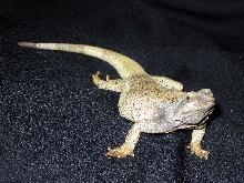 Chuckwalla