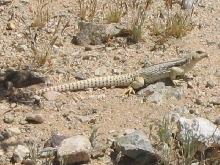 Desert Iguana