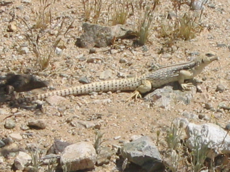 Desert Iguana