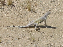 Zebra Tailed Lizard