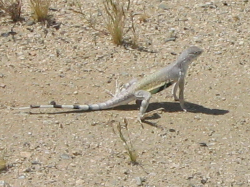Zebra Tailed Lizard