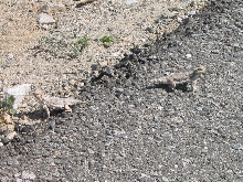 Desert Horned Lizard