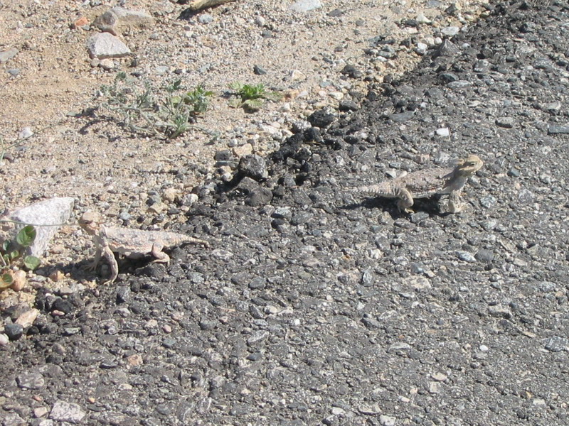 Desert Horned Lizard