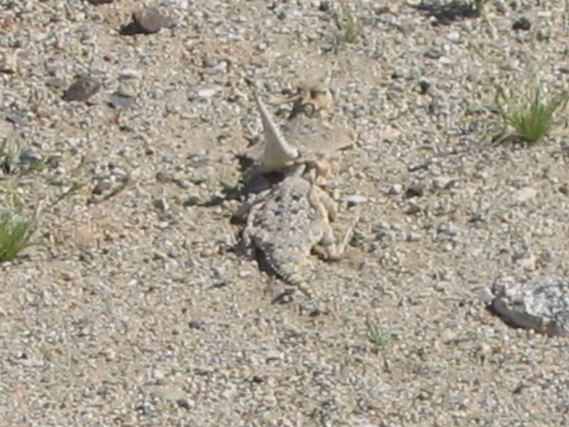 Desert Horned Lizard
