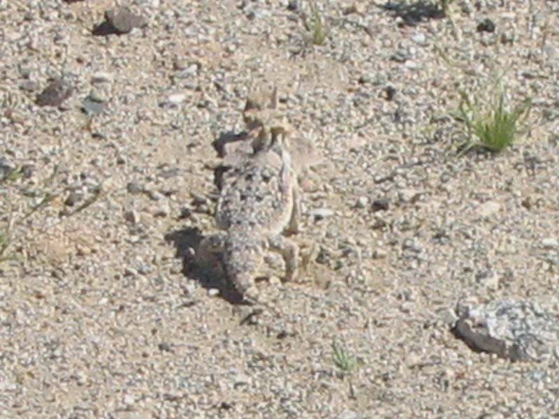 Desert Horned Lizard