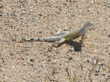 Zebra Tailed Lizard