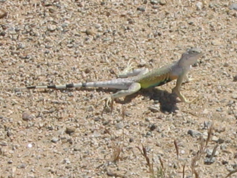 Zebra Tailed Lizard