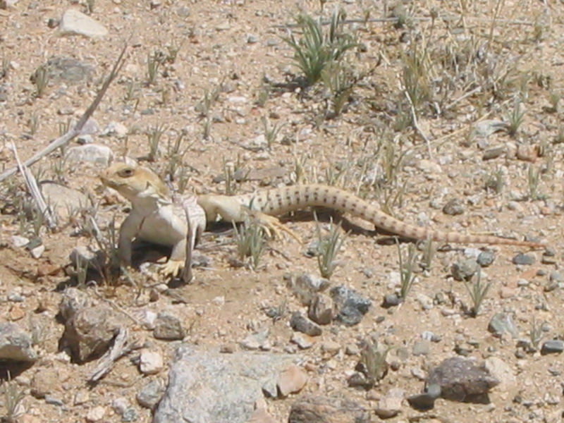 Desert Iguana