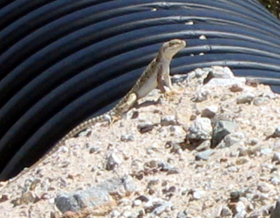 Leopard Lizard