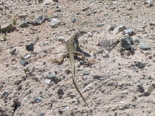 Leopard Lizard