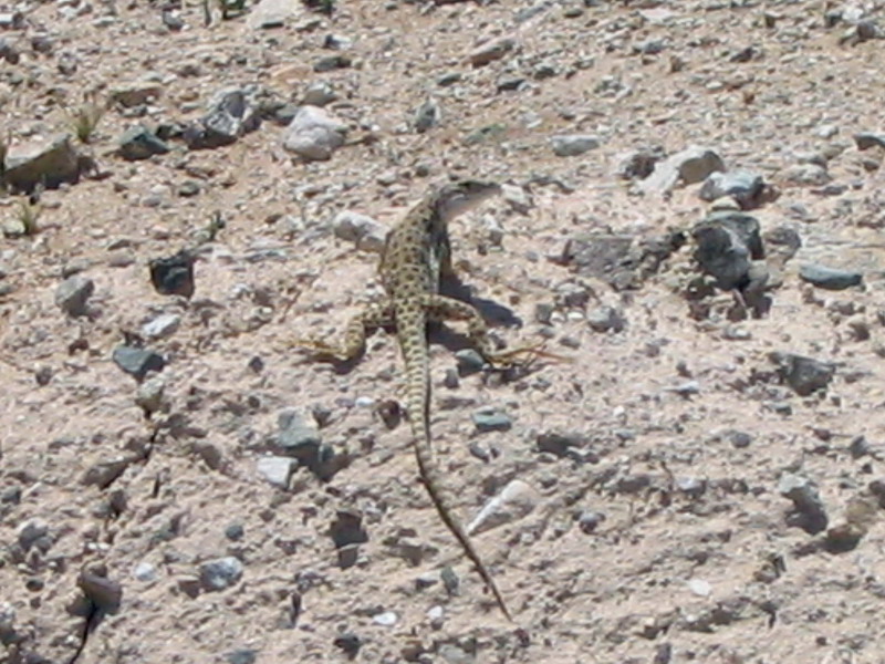 Leopard Lizard