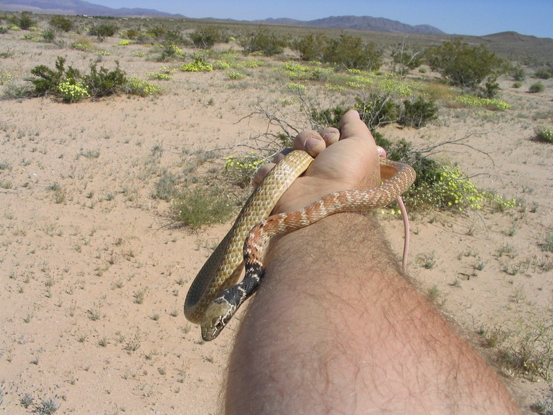 Red Racer