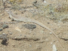 Desert Iguana