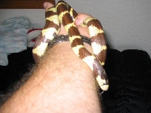 Coastal California Kingsnake