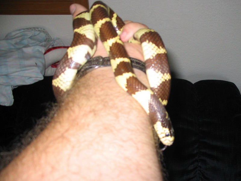 Coastal California Kingsnake