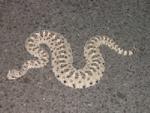 Mojave Desert Sidewinder