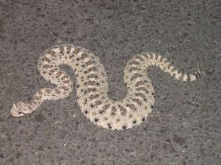 Mojave Desert Sidewinder