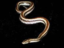 Desert Rosy Boa, a California Jewel!