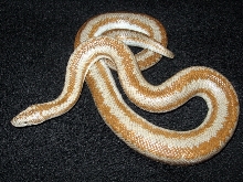 Desert/Coastal Intergrade Rosy Boa