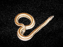 Desert Rosy Boa