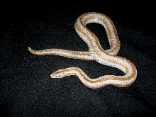 Desert/Coastal Intergrade Rosy Boa