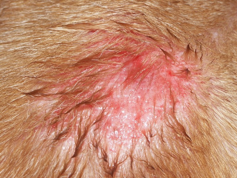 kattys sore 3