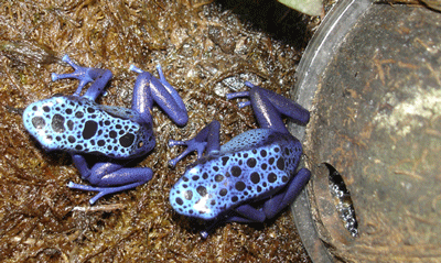 Azureus Pair