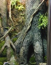 Frog Habitat