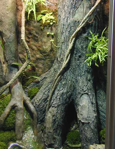 Frog Habitat