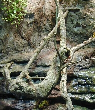 Frog Habitat 3