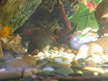 Mud turtle