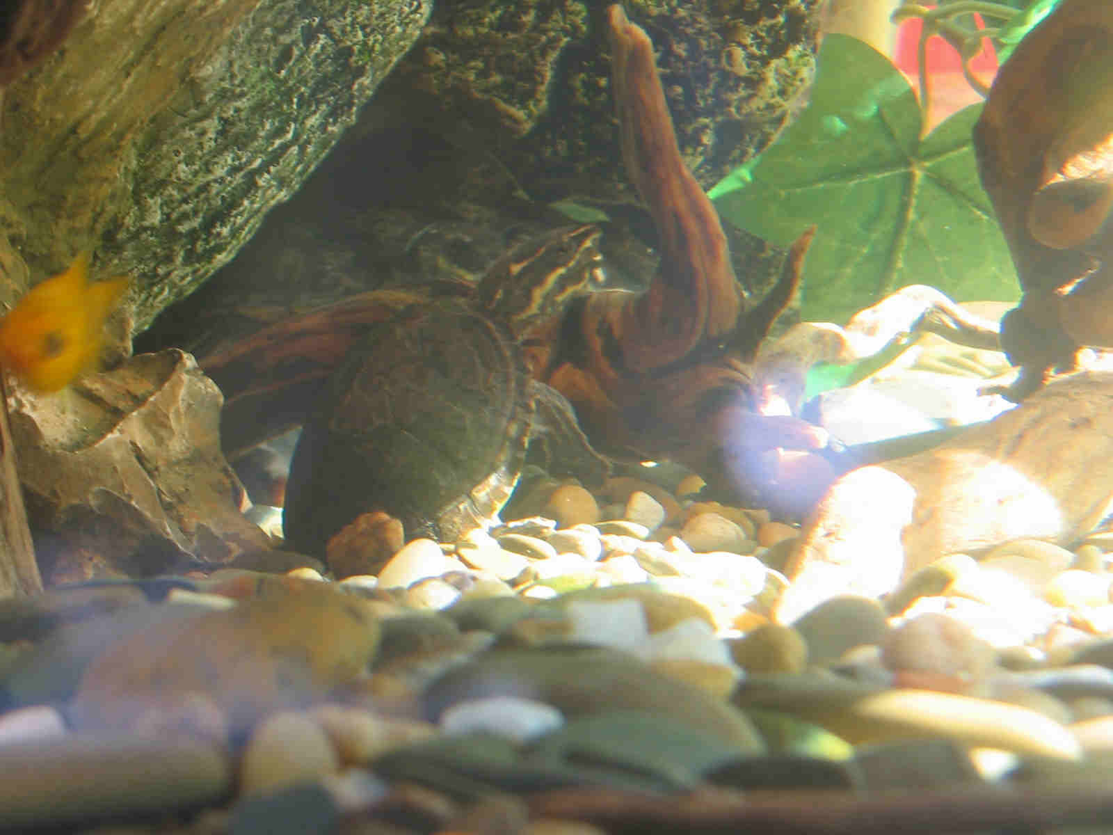Mud turtle