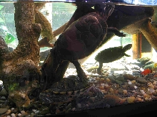 40 Gallon Turtle Terrarium