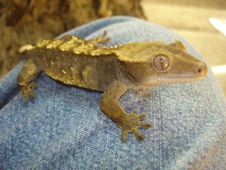 crested 1