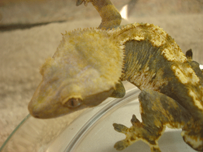 crested 3