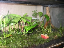 Dart Frog Terrarium close up