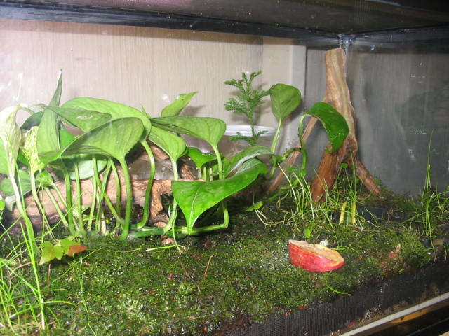 Dart Frog Terrarium close up