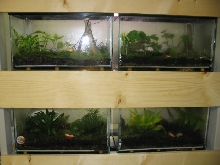 Dart Frog Terrariums