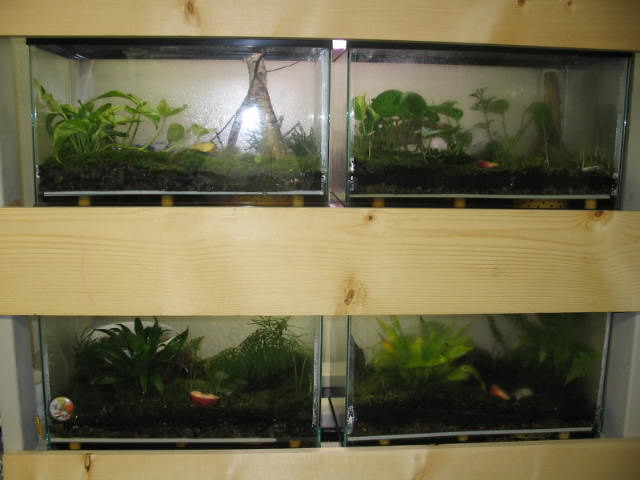 Dart Frog Terrariums