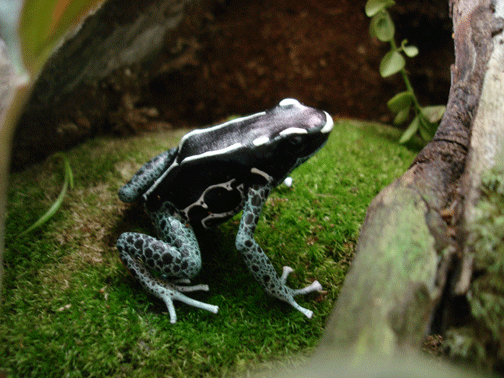 Powder Blue Male